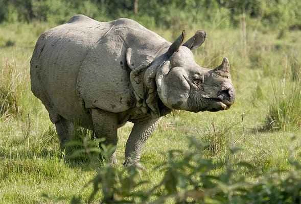 Indian rhinoceros, Rhinoceros unicornis