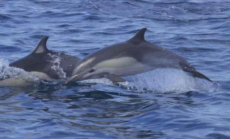 Common dolphin, Delphinus delphis