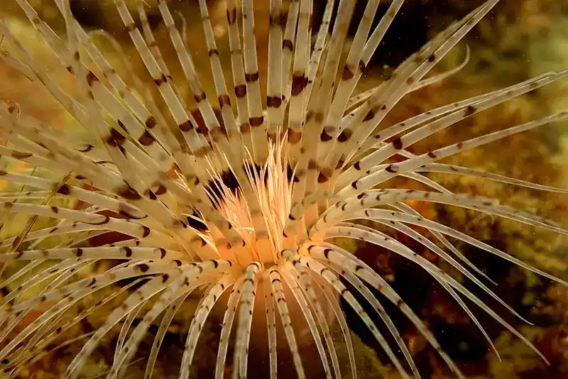 Membrane tube anemone (tube anemone)