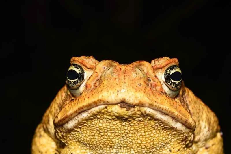 Sugarcane toad
