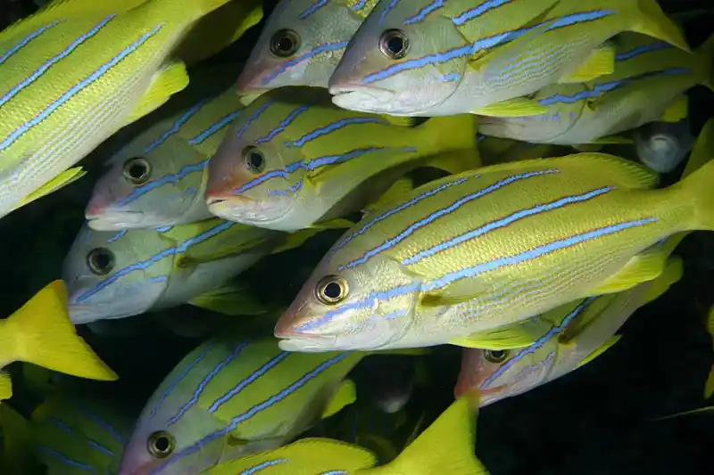 Five-lined snapper, Lutjanus quinquelineatus
