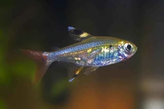 X-ray fish, translucent fat carp