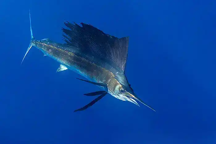 Sailfish (Istiophorus platypterus)