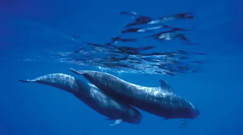 Giant whale, *Globicephala* (genus)