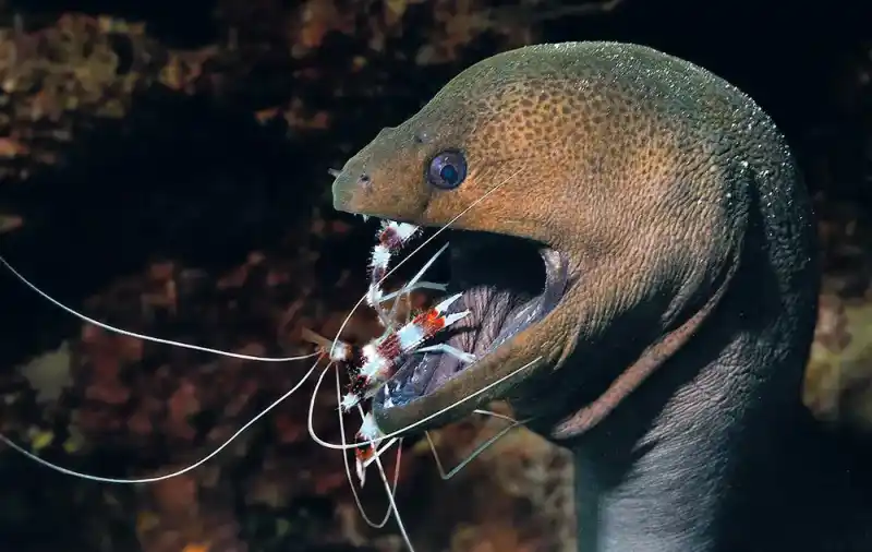 Snow eel (Echidna nebulosa｜Old name: Muraena pardalis)