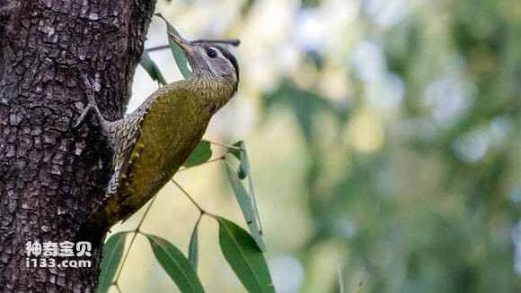 2023060329347131.jpg 900ca58165380cd786572e61aa44ad3458828160_九雷图片转换器.jpg