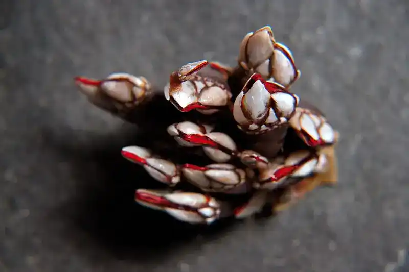 Percebes (Goose Barnacles - Overview)