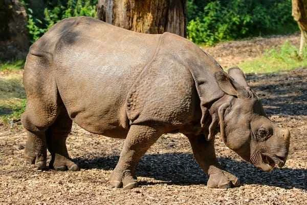 Indian rhinoceros
