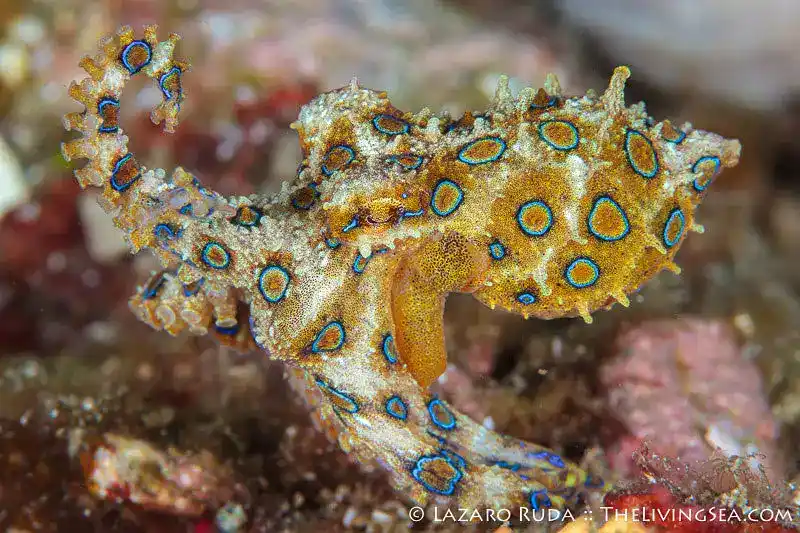 Southern blue-ringed octopus (highly venomous warning coloration)