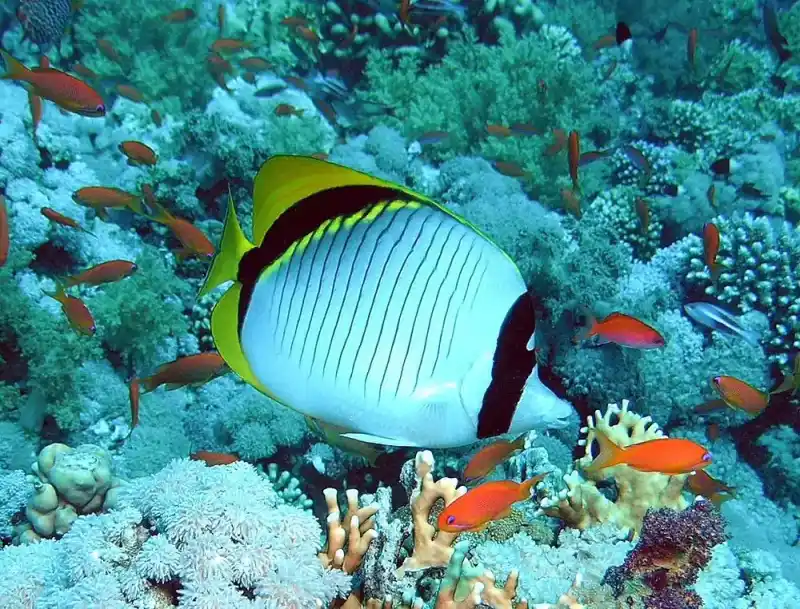Butterflyfish (Chaetodontidae)