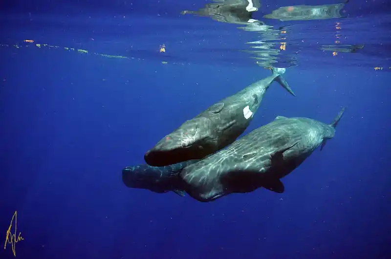 Sperm whale, Physeter macrocephalus