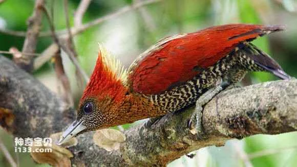 2023060356119336.jpg dd6d2e35970a304e8e41e776dac8a786c8175c4a_九雷图片转换器.jpg