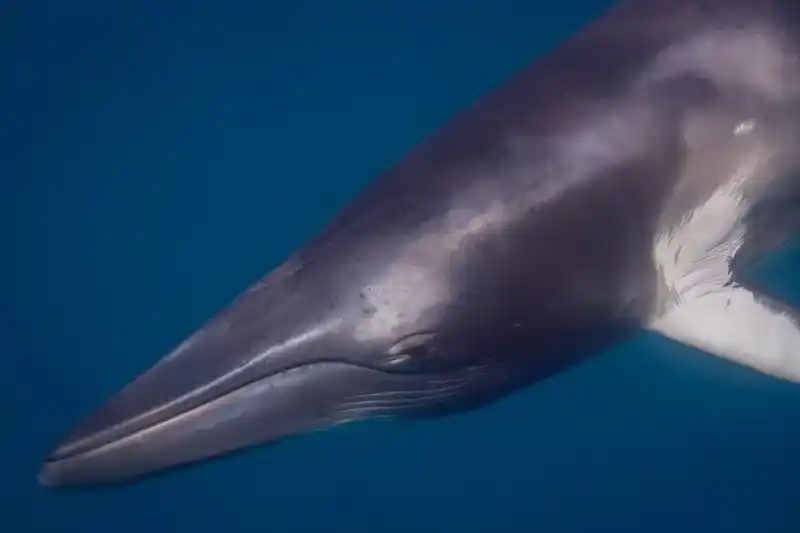 Minke whale (common minke whale), Balaenoptera acutorostrata