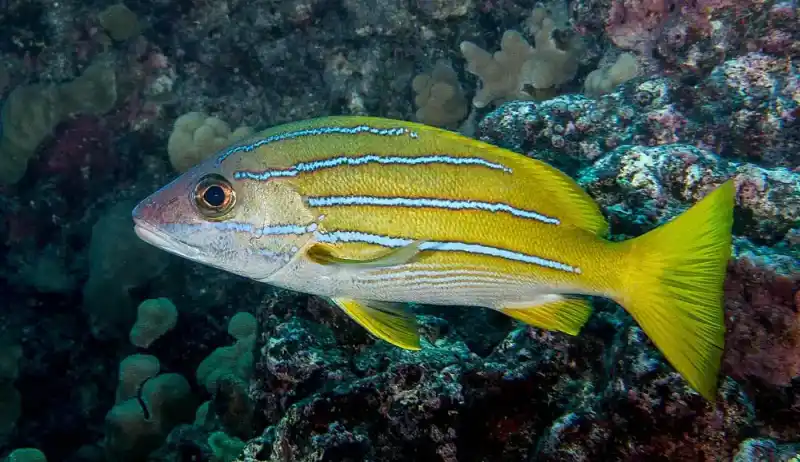 Five-lined snapper