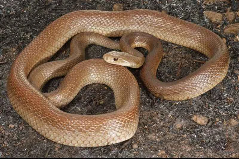 Coastal taipan