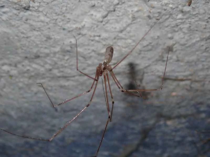 Long-legged spider
