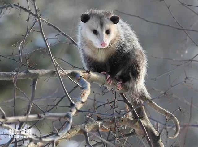 Possum, Didelphidae