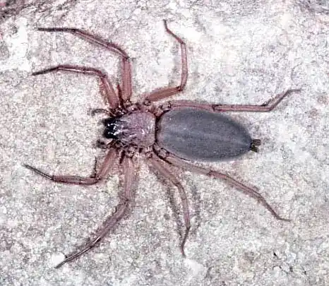 Ground spiders, Gnaphosidae (typical genus Gnaphosa spp., etc.)