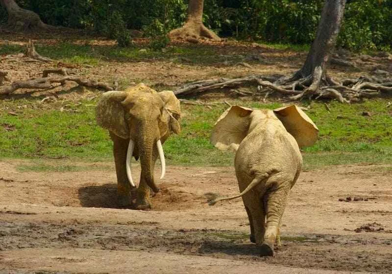 African forest elephant