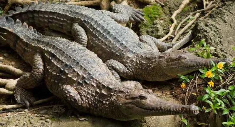 Freshwater crocodile