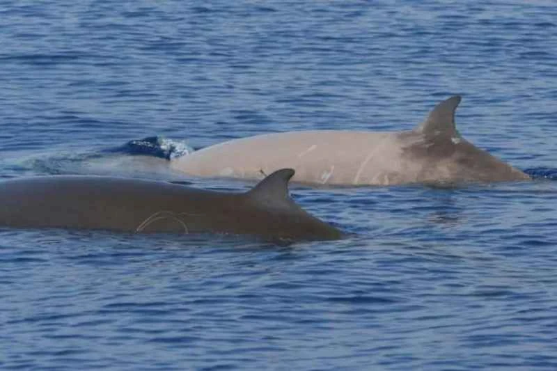 Cuvier's beaked whale, Ziphius cavirostris