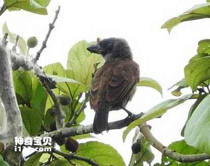 Gymnobucco sladeni, Sladen's Barbet