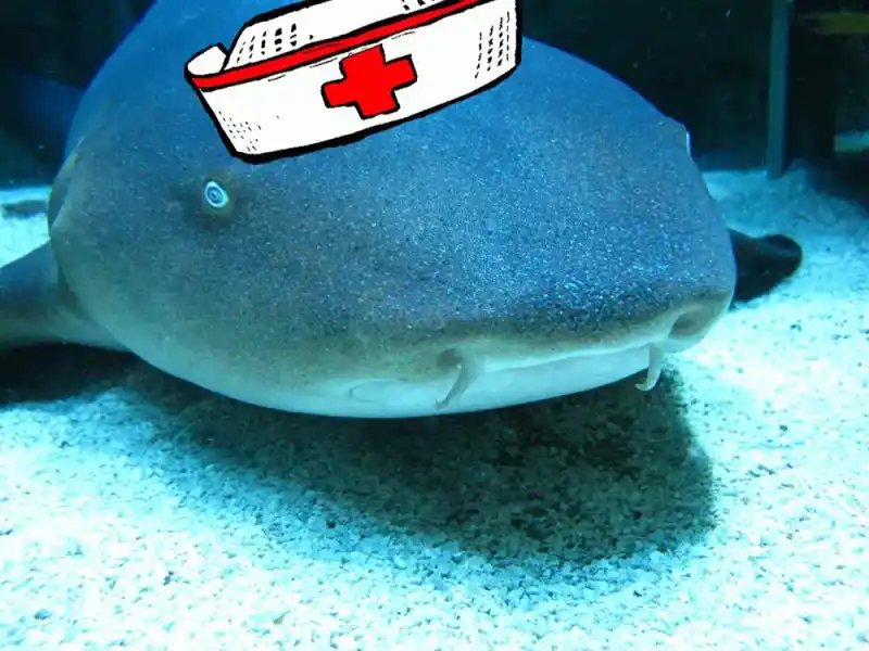 Nurse shark (Wilde shark)