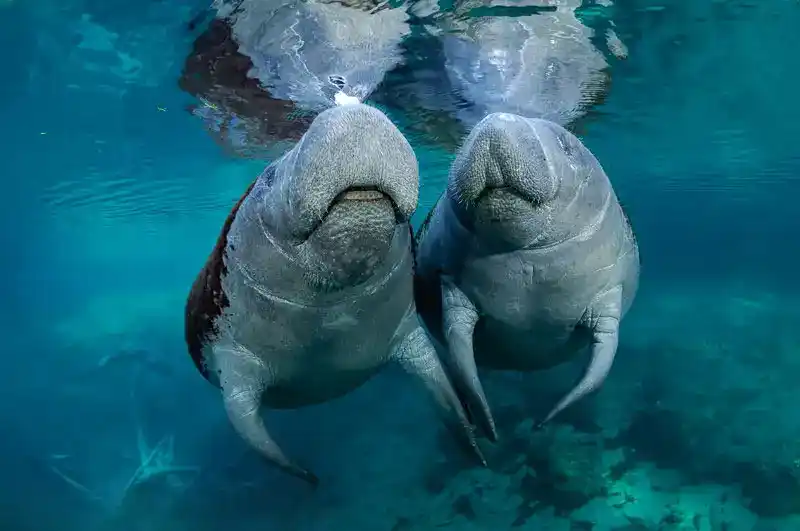 manatee