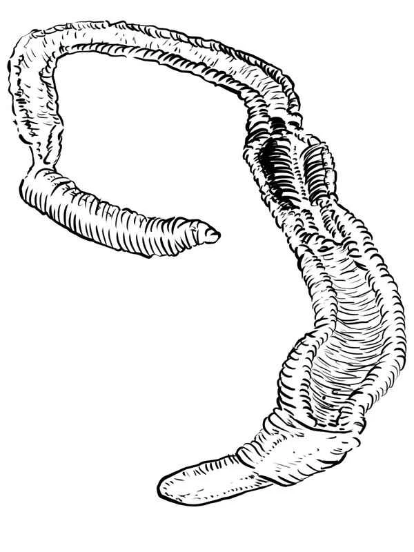 fleshy acorn worm, Balanoglossus carnosus