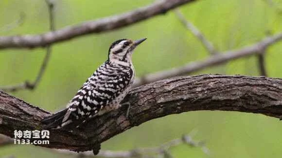 2023053010894389.jpg b7afce45ad34598287ff70ea07f431adcaef84c0_九雷图片转换器.jpg