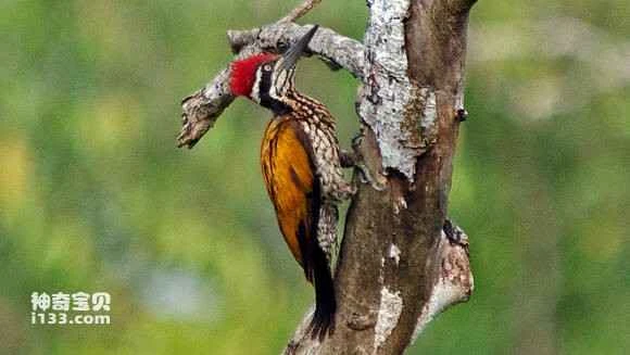 2023070971622689.jpg 4b1263328744ebf876a117c0d2f9d72a6259a7f4_九雷图片转换器.jpg