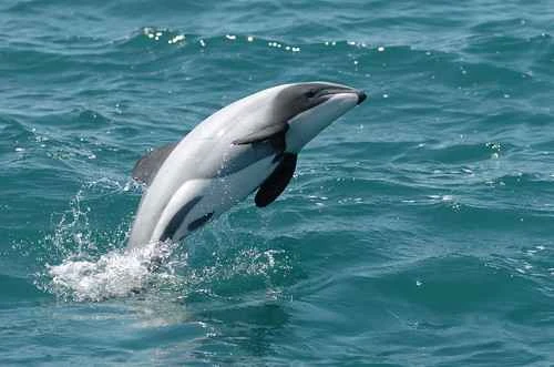Maui dolphins