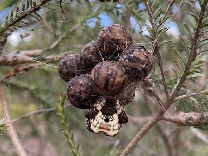 Bird droppings spider