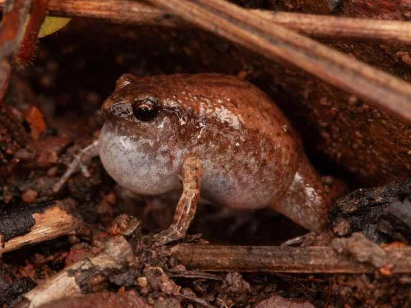 Northern Territory frog assemblage