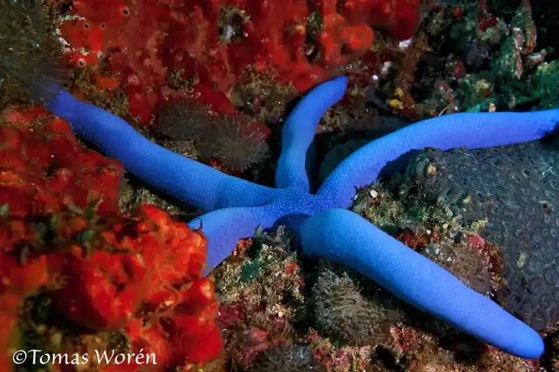Blue starfish (Linckia laevigata)