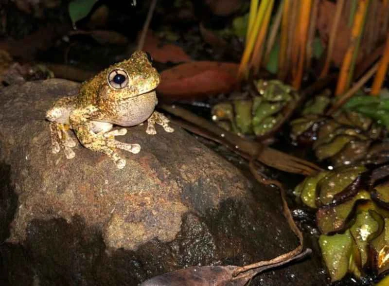 Litoria peronii