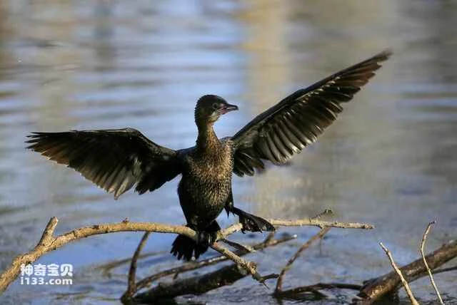 2024082799540411.jpg 1305030699911ba529051d995b59469a (1).jpg