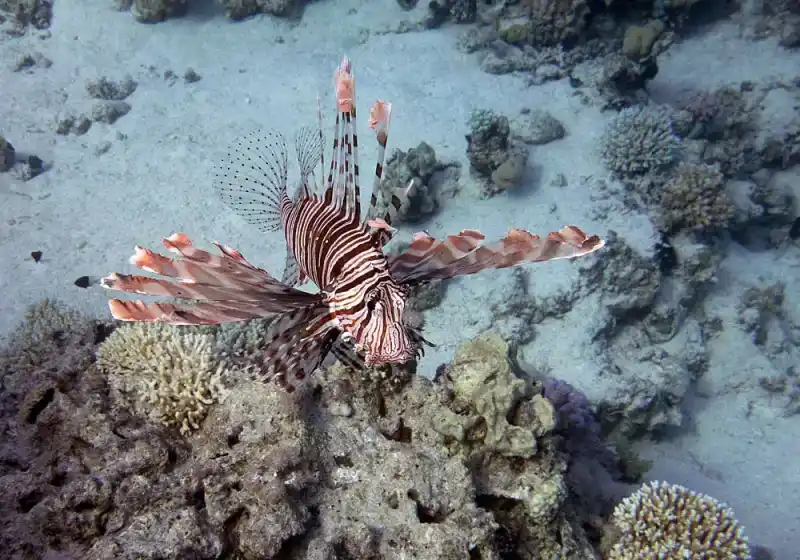 Red Lionfish