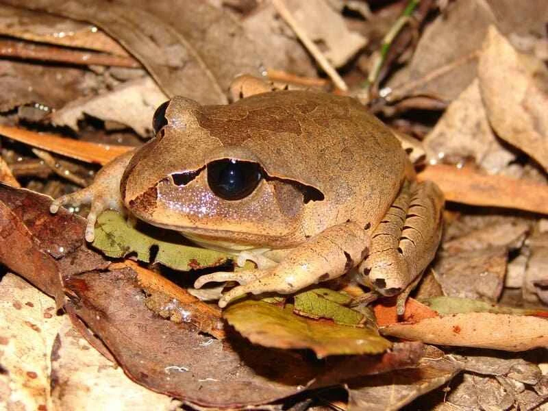 Large bark frog