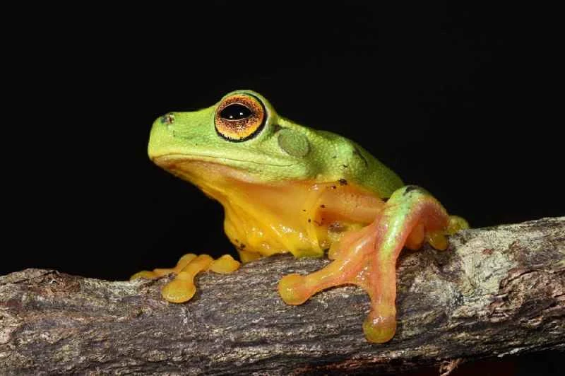 Elegant tree frog, Litoria gracilenta