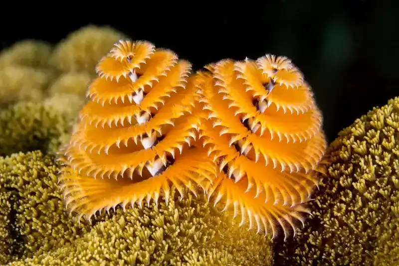 Christmas tree worm