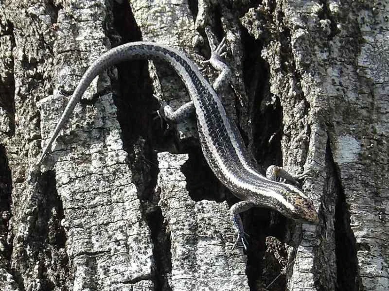 Fence skink