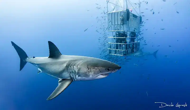 Great White Shark