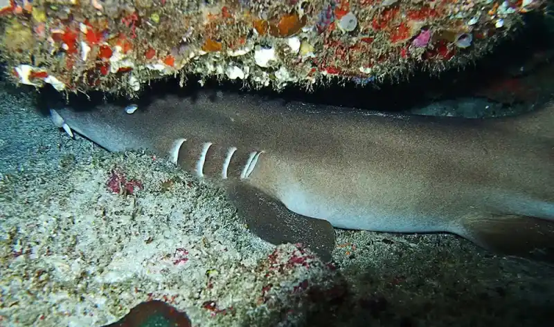 Nurse shark (Wilde shark)