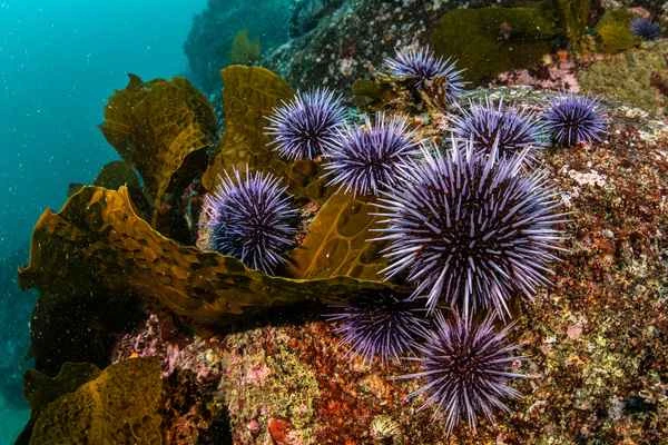Sea urchin, chestnut burr, spiny scallop, spiny conch, sea urchin