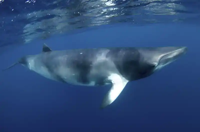 Minke whale (common minke whale)