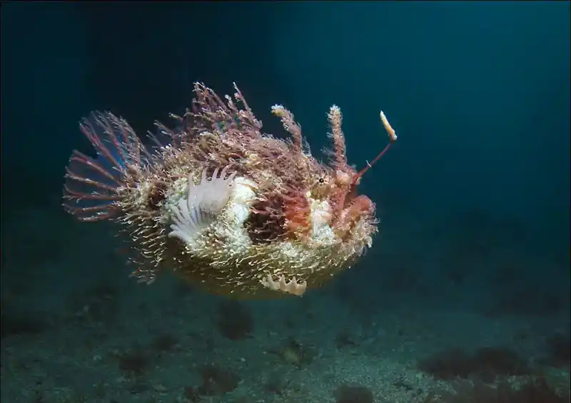 Japanese Anglerfish / Yellow Anglerfish