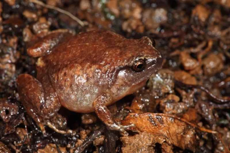 The robust whistling frog, *Austrochaperina robusta*