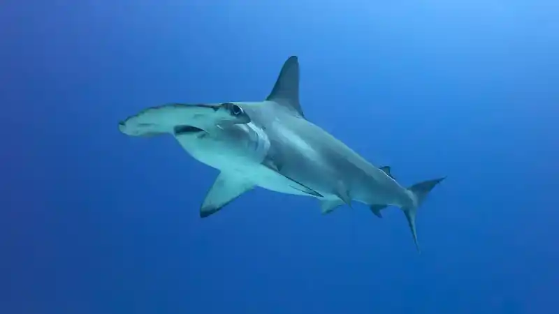 Smooth hammerhead shark