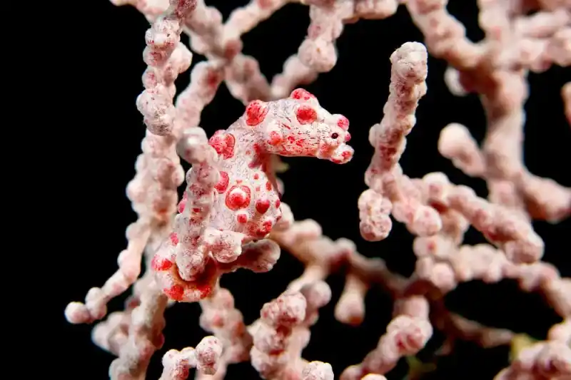 Dwarf Seahorse